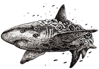 Marine Life 2