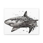 Great White Shark